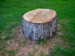 Professional Tree Care in Exeter, PA