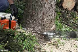 How Our Tree Care Process Works  in  Exeter, PA