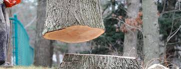 Best Leaf Removal  in Exeter, PA