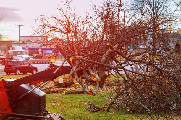 Best Utility Line Clearance  in Exeter, PA