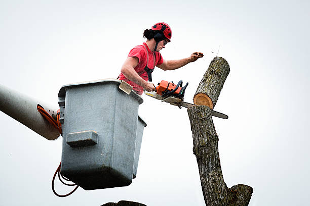 Best Arborist Consultation Services  in Exeter, PA